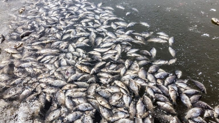 Nestlé attaqué pour la mort de milliers de poissons
