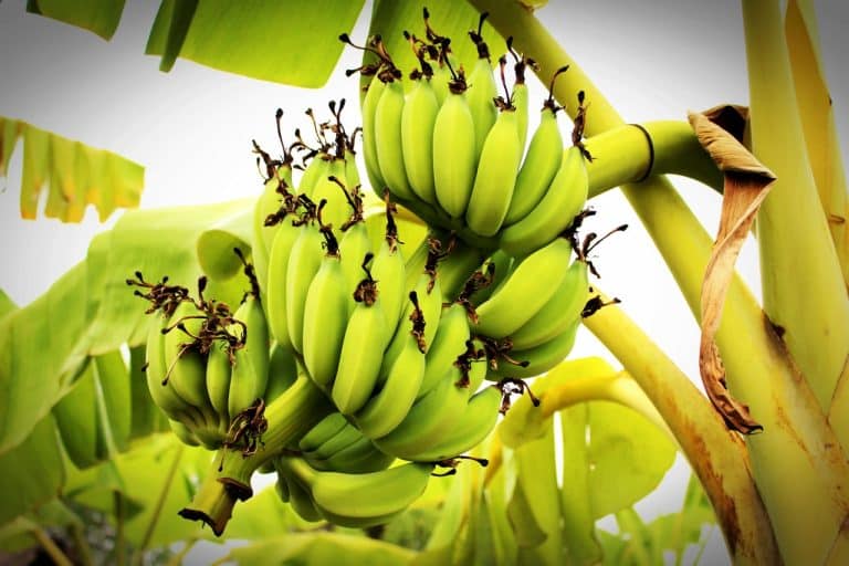 Afrique du Sud : la fibre de banane-plantain bientôt utilisée pour la fabrication de voitures