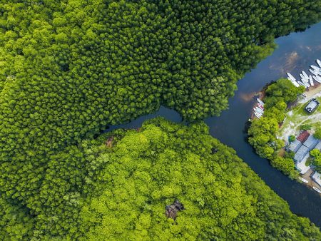 Canicule : des mini-forêts dans nos grandes villes pour lutter contre la hausse des températures