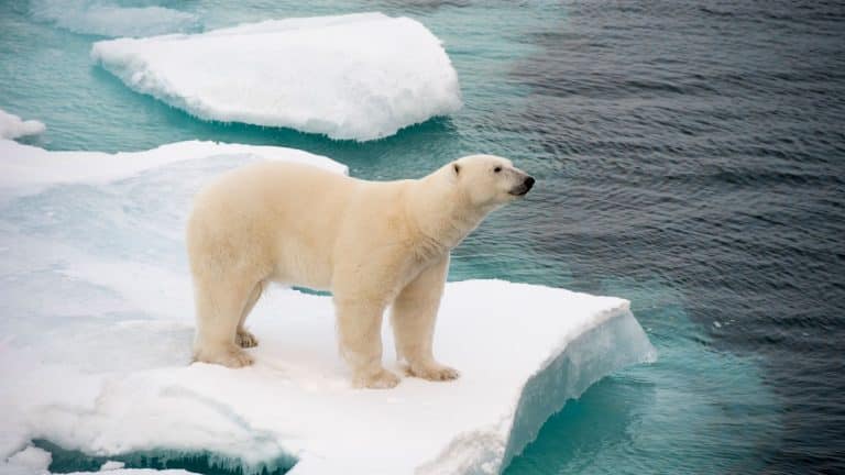 Des ours polaires mangent du plastique…