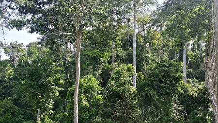 Le Cameroun renonce à la destruction de 68 000 hectares de la forêt d’Ebo