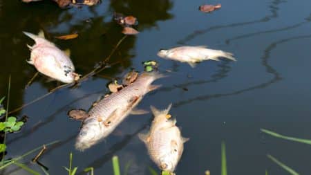 La pollution sonore à l’origine de la surmortalité des poissons ? La pollution sonore à l'origine de la surmortalité des poissons