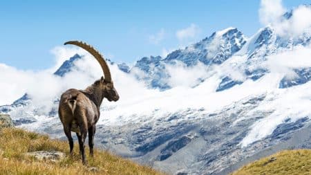 Le grand retour du bouquetin dans les Pyrénées Le grand retour sur bouquetin dans les Pyrénées
