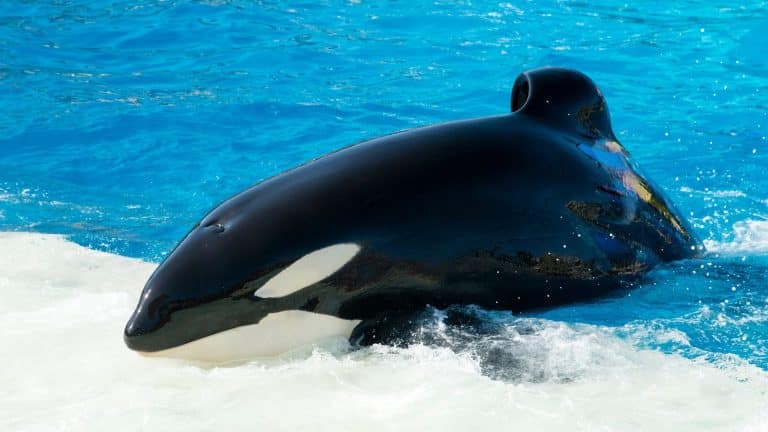 Que vont devenir les orques et les dauphins de Marineland ?