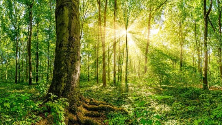 L&rsquo;Essonne va abriter une nouvelle forêt !