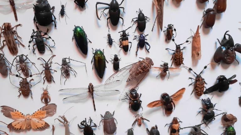 La France devient un pionnier de l’élevage d’insectes pour la nutrition animale