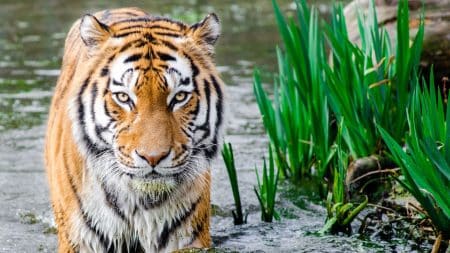 Les exportations de tigres depuis l’Union Européenne au cœur d’une polémique Les exportations de tigres depuis l'Union Européenne au cœur d'une polémique