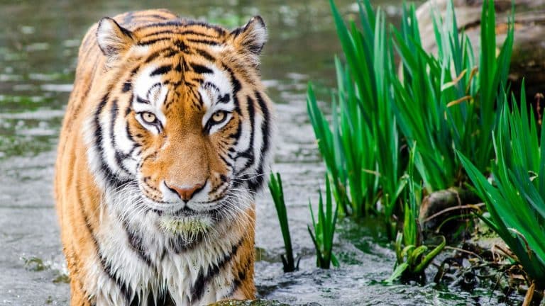 Les exportations de tigres depuis l&rsquo;Union Européenne au cœur d&rsquo;une polémique