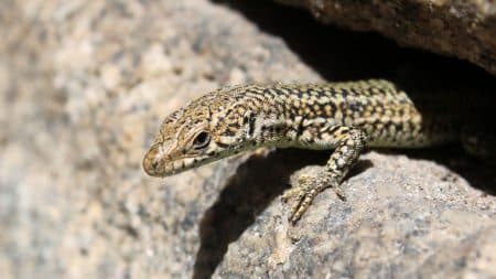Les reptiles directement menacés par le trafic illégal Les reptiles directement menacés par le trafic illégal