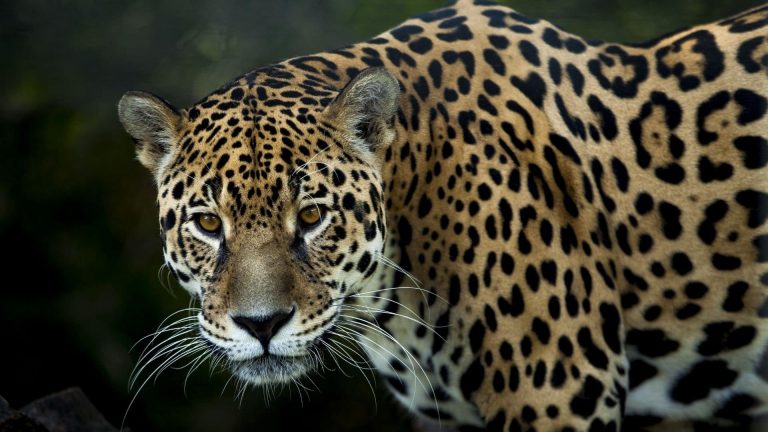 Pantanal brésilien : Le jaguar gravement brûlé a regagné son habitat naturel
