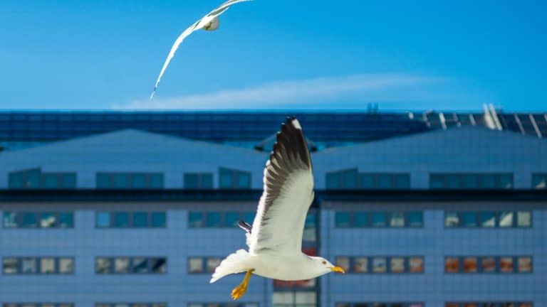 Plus de 1 000 oiseaux meurent en une seule nuit à Philadelphie