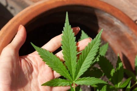 Ménopause : la consommation de cannabis permet-elle de surmonter les symptômes ?