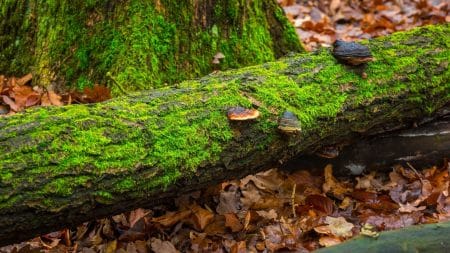 8 millions d’espèces encore inconnues 8 millions d'espèces encore inconnues