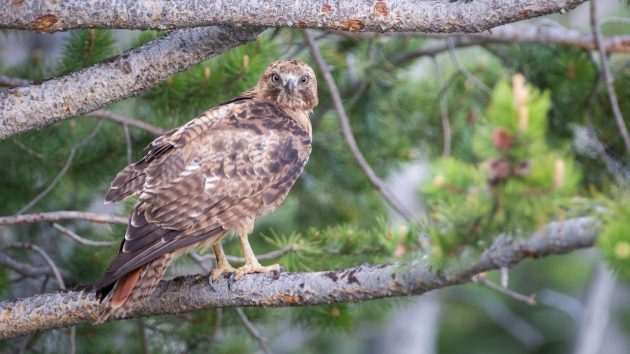 Encore un volatile protégé abattu par des chasseurs dans l’Hérault Encore un volatile protégé abattu par des chasseurs dans l'Hérault