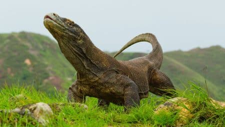 Le Jurassic Parc indonésien fait polémique Le Jurassic Parc indonésien fait polémique