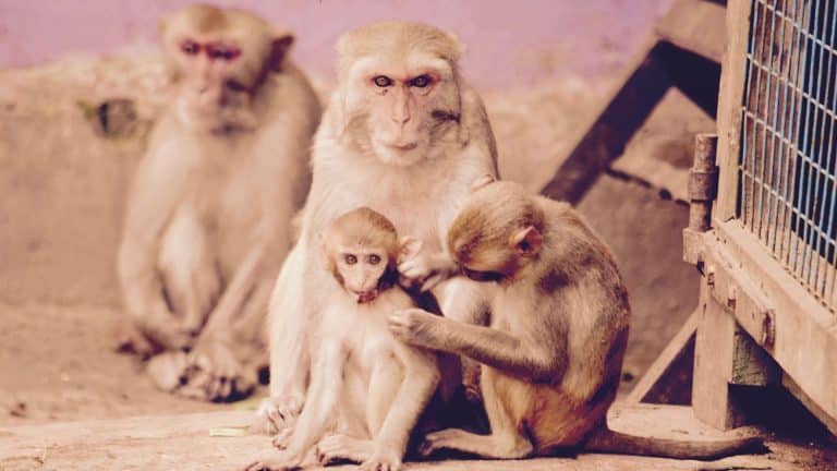 Une nouvelle espèce de singe découverte en Birmanie