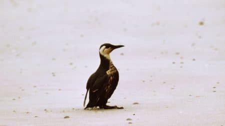 Des oiseaux mazoutés retrouvés en Bretagne Des oiseaux mazoutés retrouvés en Bretagne