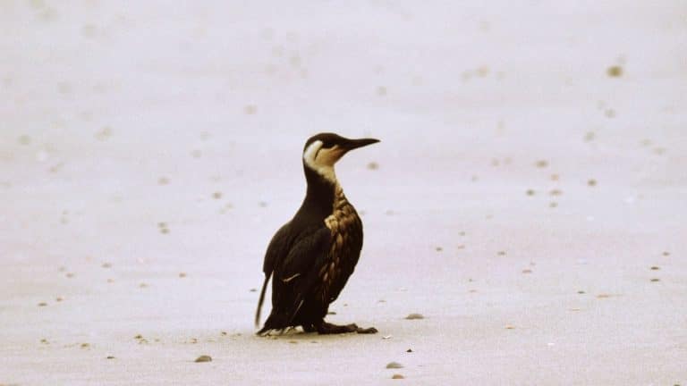 Des oiseaux mazoutés retrouvés en Bretagne