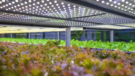 La plus grande ferme verticale d’Europe est au Danemark La plus grande ferme verticale d'Europe est au Danemark