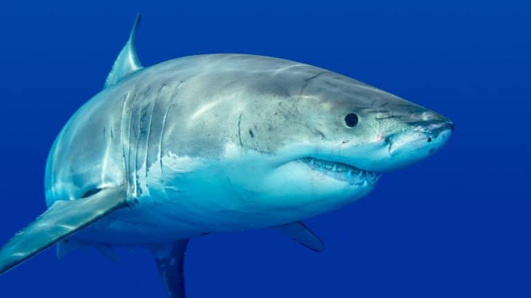 La pêche au requin interdite en Colombie