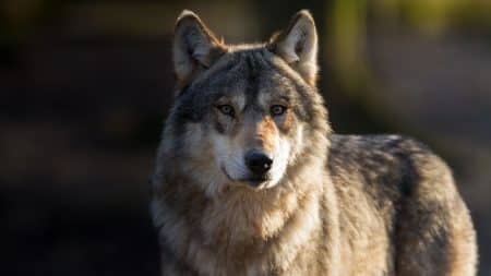Le troisième loup échappé a été retrouvé ! Le troisième loup échappé a été retrouvé !
