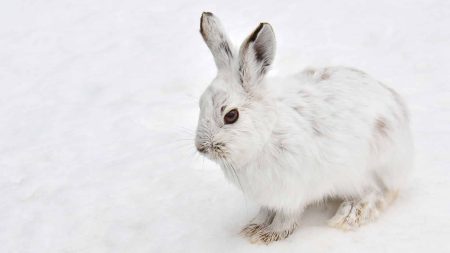 Les lièvres variables s’adaptent mal au changement climatique Les lièvres variables s’adaptent mal au changement climatique