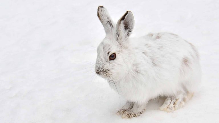 Les lièvres variables s’adaptent mal au changement climatique