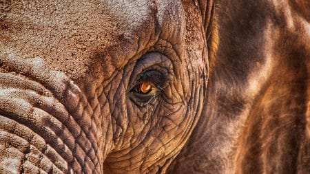 L’éléphant le plus seul au monde a retrouvé un semblant de liberté L'éléphant le plus seul au monde a retrouvé un semblant de liberté