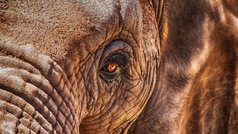 L&rsquo;éléphant le plus seul au monde a retrouvé un semblant de liberté