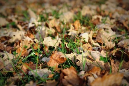 4 astuces pour recycler les feuilles mortes !
