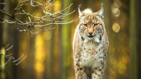 1000 euros pour retrouver le tueur de lynx… 1000 euros pour retrouver le tueur de lynx...