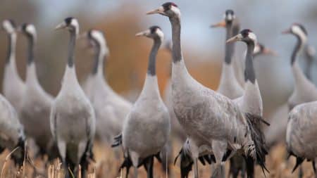 185 grues cendrées sont mortes en Ukraine 185 grues cendrées sont mortes en Ukraine