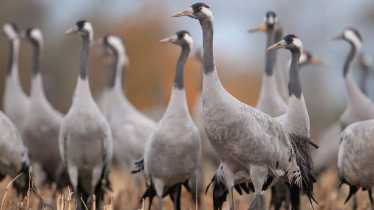 185 grues cendrées sont mortes en Ukraine