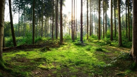 43 millions d’hectares de forêts détruits en 14 ans… 43 millions d'hectares de forêts détruits en 14 ans...