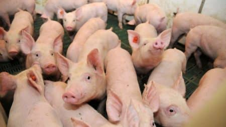 Des images insoutenables de porcs en putréfaction dévoilées par L214 Des images insoutenables de porcs en putréfaction dévoilées par L214