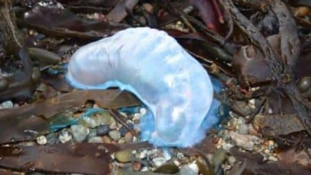 Des physalies mortelles retrouvées sur des plages de la Manche Des physalies mortelles retrouvées sur des plages de la Manche