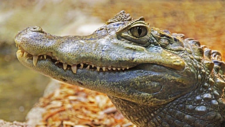 Un crocodile de Siam aperçu en Thaïlande