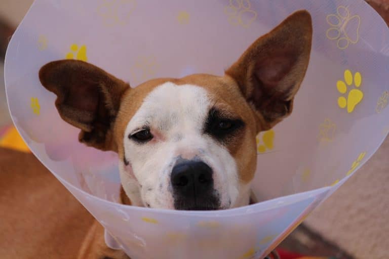 Collerette : l’accessoire médical de protection parfait pour les animaux de compagnies
