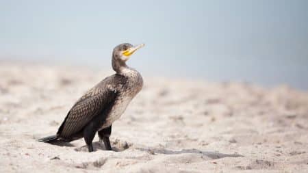 Les cormorans abandonnent leurs bébés à cause de la surpêche Les Cormorans abandonnent leurs bébés à cause de la surpêche