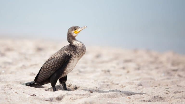 Les cormorans abandonnent leurs bébés à cause de la surpêche