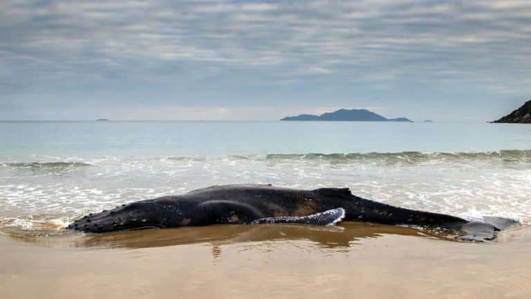 Une baleine à bec de Cuvier échouée sur l’île de Ré