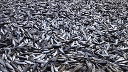 Zoom sur la pêche durable en France Zoom sur la pêche durable en France