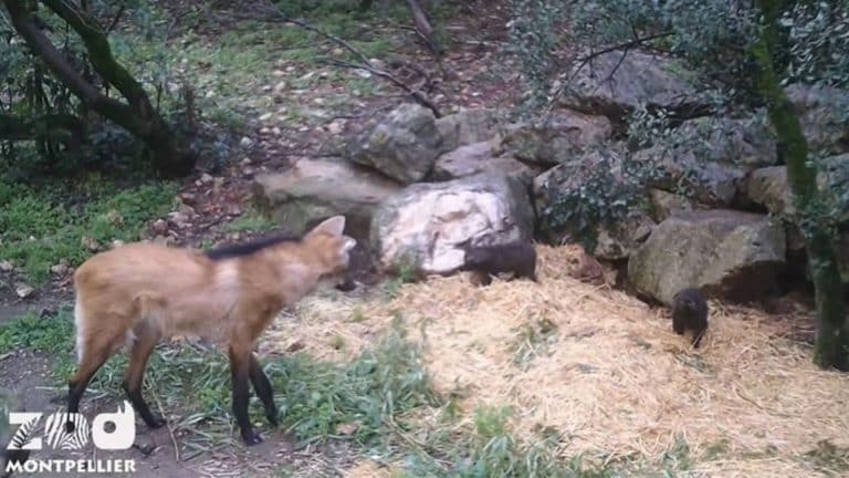 Deux loups à crinière sont nés au zoo de Montpellier