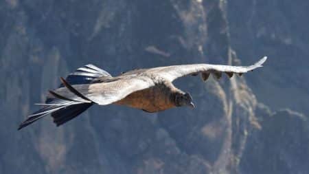 Enquête écologique sur les condors des Andes Enquête écologique sur les condors des Andes