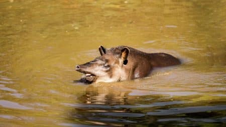 L’extinction des espèces aura des conséquences dramatiques L'extinction des espèces aura des conséquences dramatiques