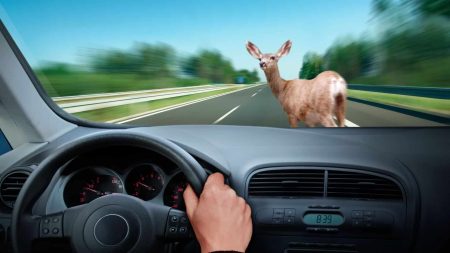 Occitanie : Une belle initiative pour sauver les animaux sauvages des dangers de la route Occitanie : Une belle initiative pour sauver les animaux sauvages des dangers de la route