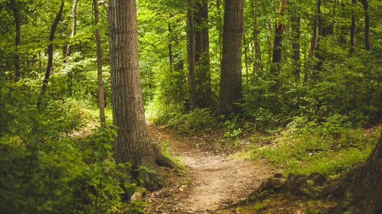 Une nouvelle forêt près de Mulhouse !