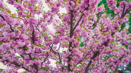 Dix jours d’avance dans la floraison des cerisiers japonais Dix jours d’avance dans la floraison des cerisiers japonais