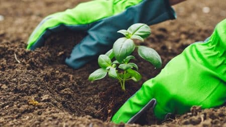 Et pourquoi pas du cojardinage ?