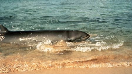 16 kg de plastique retrouvés dans la baleine à bec échouée dans les Landes